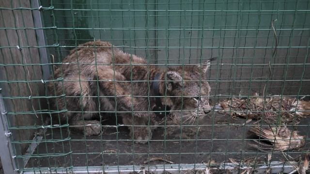 Źródło: WWF Polska Rudy ryś wraca na wolność [WIDEO, FOTO]