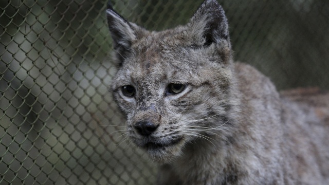 Źródło: WWF Polska Rudy ryś wraca na wolność [WIDEO, FOTO]
