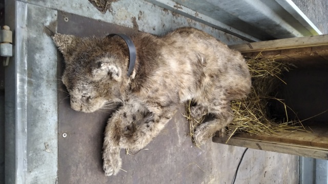 Źródło: WWF Polska Rudy ryś wraca na wolność [WIDEO, FOTO]