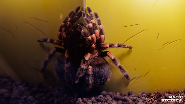 Fot. Robert Stachnik [Radio Szczecin] Czarne wdowy, skorpiony i oswojone ptaszniki. Egzotyka w Pyrzycach [WIDEO, ZDJĘCIA]