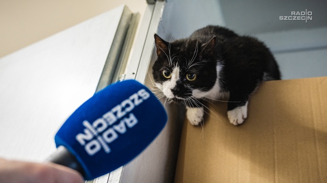 Fot. Mateusz Papke [Radio Szczecin] "Są bardzo inteligentne" i dziś jest ich dzień [WIDEO, ZDJĘCIA]