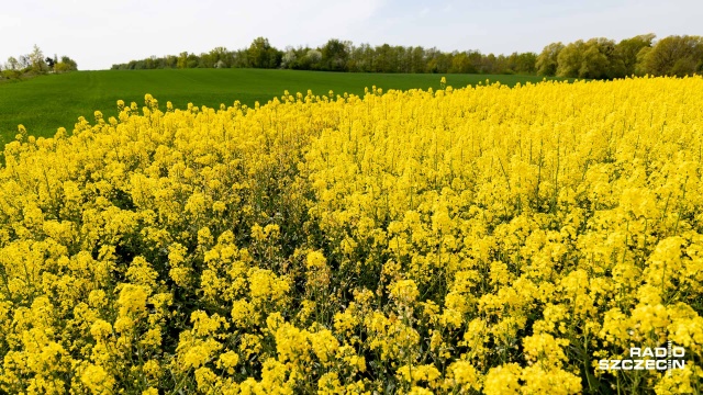 Fot. Robert Stachnik [Radio Szczecin] Jakie będą żniwa w tym roku? [WIDEO, ZDJĘCIA]