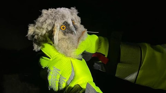 Akcji ratowniczej bacznie przyglądała się matka malutkiej sowy. źródło: https://www.facebook.com/ospkolczewo Mała sowa uratowana - nietypowa akcja strażaków [WIDEO, ZDJĘCIA]