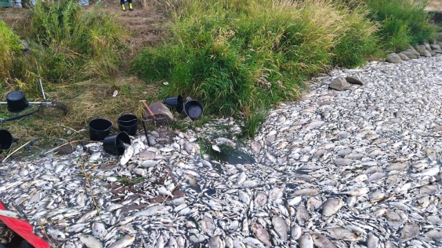 Fot. Leszek Kiełtyka Tysiące śniętych ryb w Krajniku Dolnym. "Rzeka po prostu nie żyje" [ZDJĘCIA]