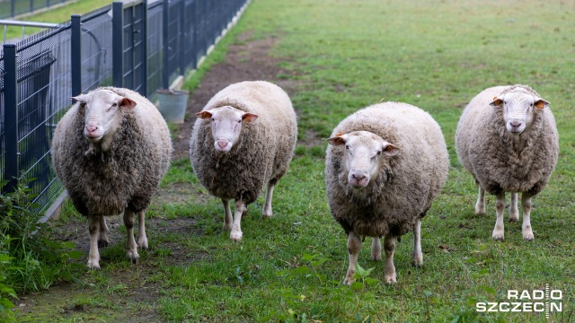 Fot. Robert Stachnik [Radio Szczecin] Co z odwiedzinami zwierzętarni? "Nie jesteśmy ogrodem zoologicznym" [ZDJĘCIA]