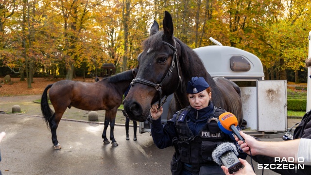 Fot. Robert Stachnik [Radio Szczecin] "Kopyta pełne roboty", czyli policja konna na Cmentarzu Centralnym [WIDEO, ZDJĘCIA]