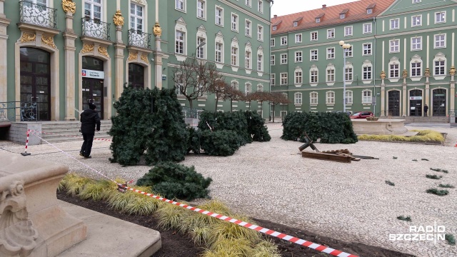 Fot. Robert Stachnik [Radio Szczecin] "Bez niej nie ma świąt". Montaż choinki przy magistracie [ZDJĘCIA]