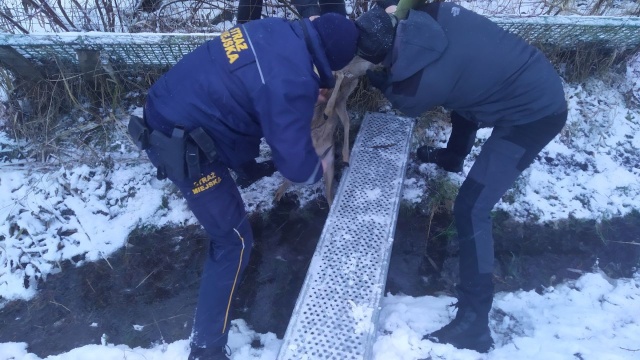 Fot. Urząd Miasta i Gminy Połczyn-Zdrój. Sarna utknęła w ogrodzeniu. Pomoc przyszła na czas [ZDJĘCIA]