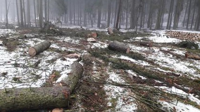 Ponad 1300 osób sprzeciwia się wycince w Lesie Arkońskim. Miasto tłumaczy z kolei, że to konieczne, bo drzewa zaatakował kornik drukarz.