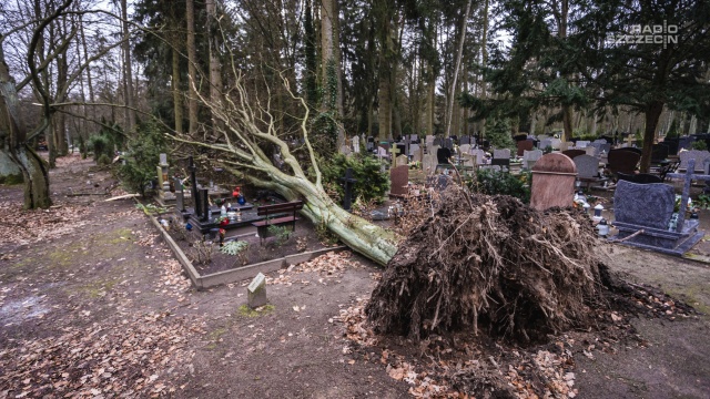 Powalone drzewa, połamane gałęzie, nieprzejezdne alejki - to krajobraz Cmentarza Centralnego po wichurze.