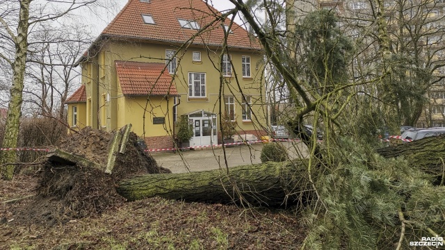 Sprzątanie po niedawnym huraganie, który przeszedł nad Pomorzem Zachodnim przedłuża się przy Książnicy Stargardzkiej. Obok tymczasowego budynku, który zajmuje na czas modernizacji głównej siedziby, wiatr wyrwał kilka drzew.Na ich uprzątnięcie wymagana będzie zgoda konserwatora zabytków.