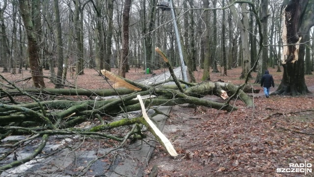 Połamane drzewa, uszkodzone dachy i pozrywane linie energetyczne - to najczęstsze przyczyny interwencji służb w Kołobrzegu.