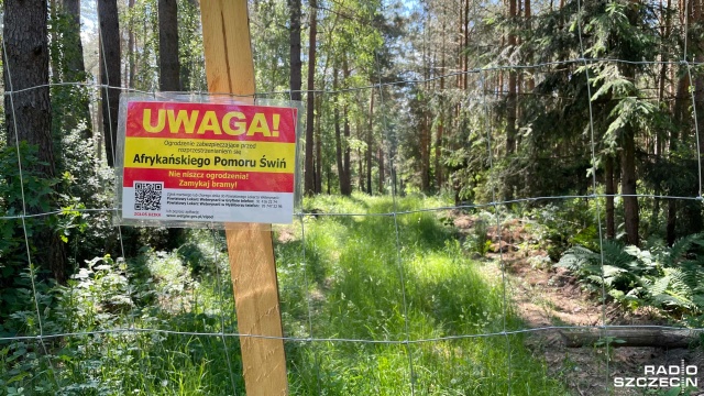 Na terenie Międzyodrza znaleziono kilka padłych dzików. Powiatowy lekarz weterynarii podejrzewa, że zwierzęta zostały zarażone wirusem afrykańskiego pomoru świń (ASF).