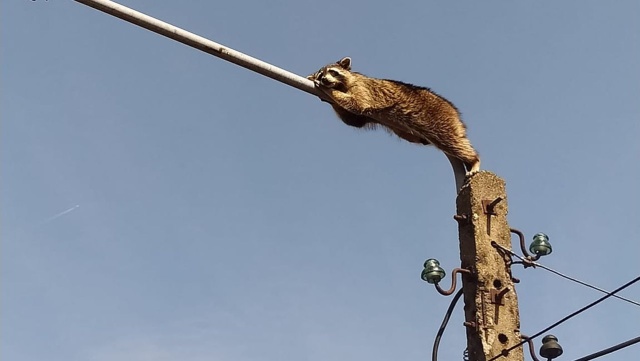 Szop wszedł na latarnię i... zasnął