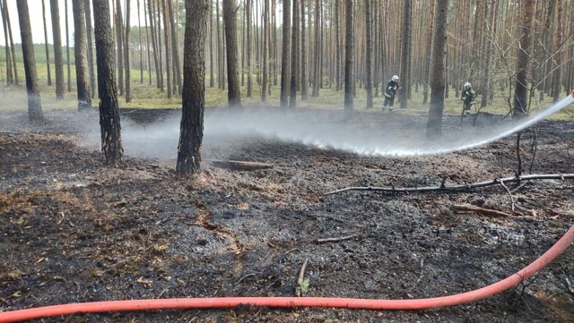 Ogień pojawił się przed godz. 14:00. Na miejscu pracuje pięć zastępów straży pożarnej i samolot lotniczy dromader.