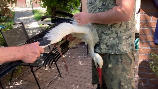 Bocian uratowany - pomogły mu inne zwierzęta i mieszkańcy. Chory ptak leżał w miejscowości Zagoździe, w gminie Drawsko Pomorskie.