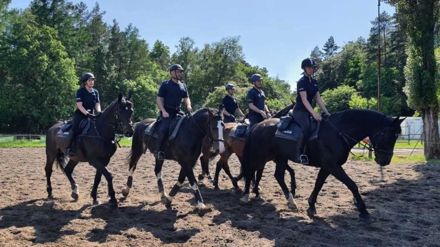 Zdał egzamin i będzie mógł wyjechać na swój pierwszy patrol. 4-letni Tarakan to nowy koń w zachodniopomorskiej policji.