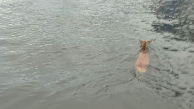 Sarna wpadła do wody w kołobrzeskim porcie. Zwierzę miało jednak dużo szczęścia - w pobliżu przepływali akurat ratownicy SAR.