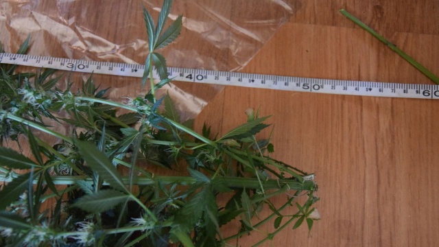 Prawie kilogram narkotyków i trzy sadzonki konopi miał w mieszkaniu 37-latek i wpadł. Mężczyznę zatrzymali policjanci ze Sławna.