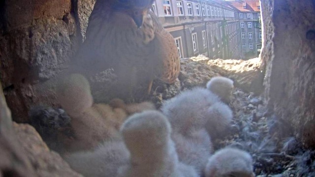 Sześć sokołów wykluło się w tym roku w gnieździe, które znajduje się we wnęce gmachu Urzędu Miasta w Szczecinie.