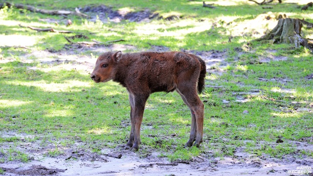 Ma zaledwie tydzień i czuje się dobrze. Pierwszy w tym roku żubr urodził się w rezerwacie pokazowym Wolińskiego Parku Narodowego.