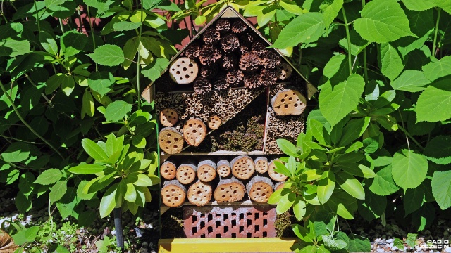 By rozmnażać ginącą populację pszczół, pracownicy Wolińskiego Parku Narodowego wymyślili challenge dla mieszkańców wyspy Wolin pod nazwą Tworzymy razem roje pszczół.