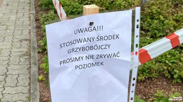 Przed kołobrzeskim Urzędem Miasta rosną poziomki. Chociaż nie brakuje chętnych do spróbowania tych owoców, to magistrat apeluje, by tego nie robić.
