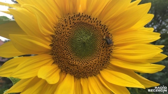 Za zimna wiosna i zbyt suche lato. Tegoroczna pogoda dała w kość zachodniopomorskim pszczelarzom.
