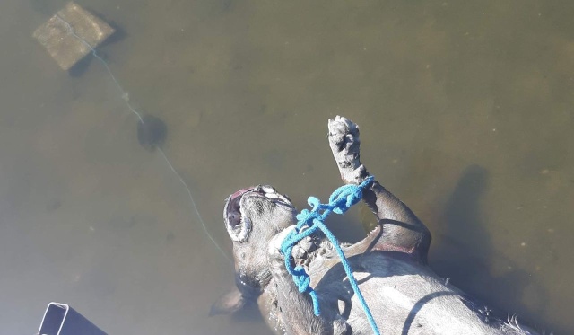 Dramatyczne znalezisko na plaży w Gryfinie. Wczoraj z wody wyłowiono tam martwego psa, który miał związane łapy sznurkiem, a do nich przywiązany kamień.