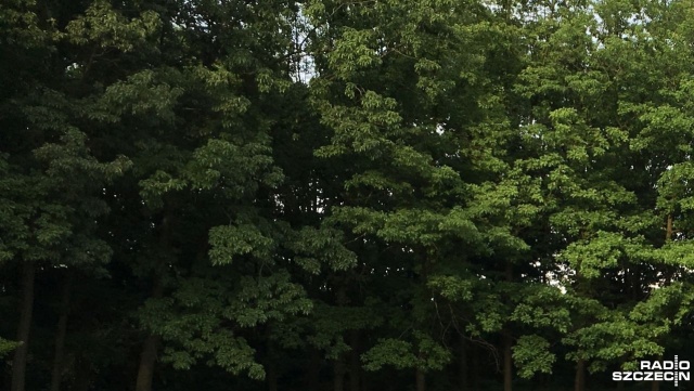 Wzrasta liczba przypadków kradzieży drewna w Zachodniopomorskiem.