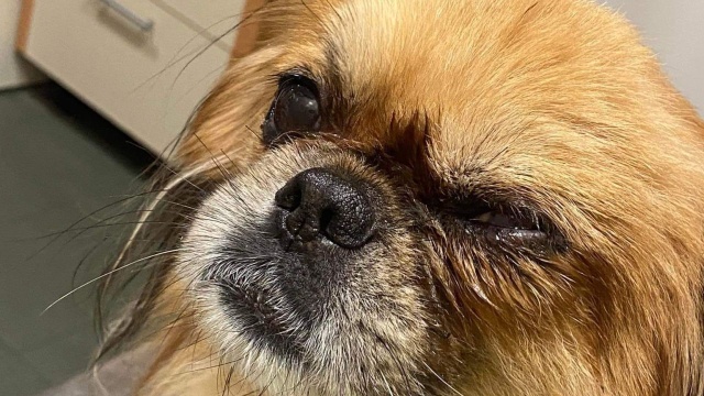 12-latek pod opieką babci znęcał się nad swoim psem, bo ten miał pogryźć buty. Takie zgłoszenie otrzymali inspektorzy OTOZ-u Animals.