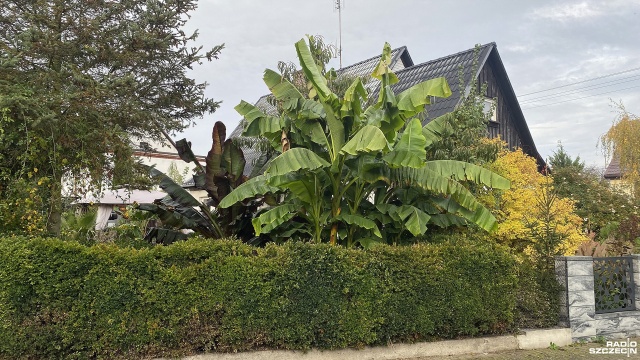 Bananowce pojawiły się na szczecińskich Gumieńcach. Drzewa z Afryki posadził w swoim ogrodzie Krzysztof Wraga.