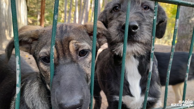 Ich właściciele nie żyją lub uciekli przed ostrzałem zostawiając zwierzaki. Do świnoujskiego schroniska trafiły kolejne psy z Ukrainy. Tym razem z ostrzelanego Nikopolu.