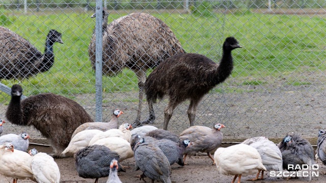 Czteromiesięczne emu we wtorek pojechały ze Szczecina do Poznania. Ptaki urodzone w zwierzętarni ZUT-u trafią do poznańskiego Zoo.