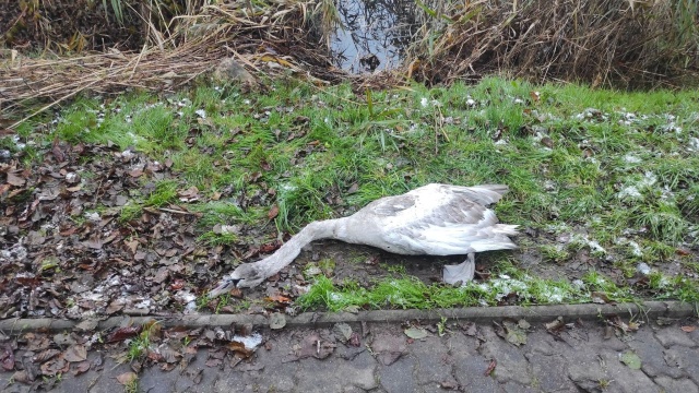 Uratowali łabędzia - to strażacy ochotnicy z Golczewa. Do wypadku doszło nad jeziorem Szczucze.