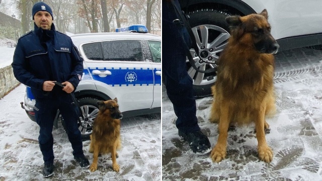 Po włamaniu do myjni samochodowej w Stargardzie, pies Kali odnalazł skradzione mienie.