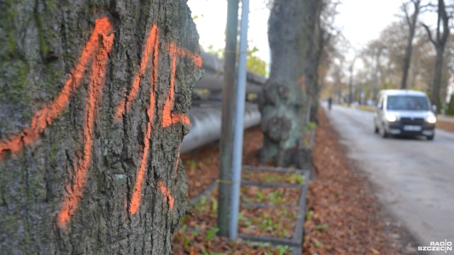 Jest decyzja w sprawie wycinki blisko stu drzew w kołobrzeskiej dzielnicy uzdrowiskowej. Cenne przyrodniczo lipy nie trafią pod topór.