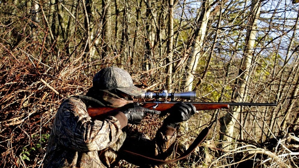 Myśliwi na odstrzał ponad 7 tys. dzików mają czas do 31 marca. źródło: https://pixabay.com/pl3781222/mtorben/CC0 - domena publiczna