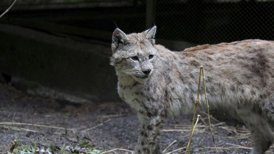 Źródło: WWF Polska