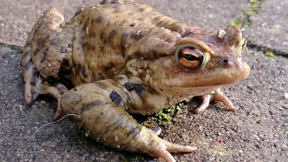 Ropuchy szare są pod ochroną. Fot. ZUK