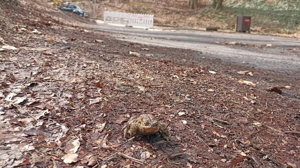 Ropuchy szare są pod ochroną. Fot. ZUK
