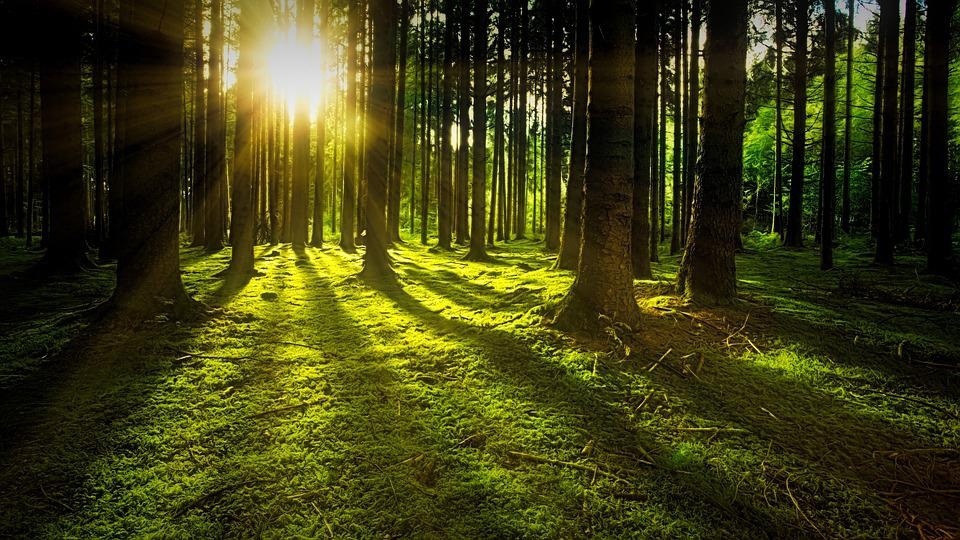 W naszym regionie najczęściej sadzi się sosny, świerki, modrzewie, a z liściastych dęby i buki. źródło: https://pixabay.com/3294681/jplenio/CC0 - domena publiczna