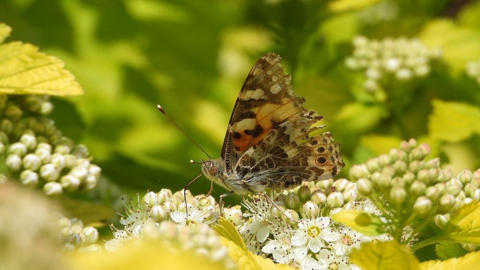 źródło: https://pixabay.com/pl/4233826/satynek/CC0 - domena publiczna