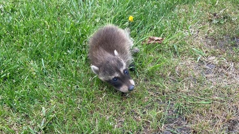 Szop pracz. źródło: https://www.facebook.com/kppsppyrzyce