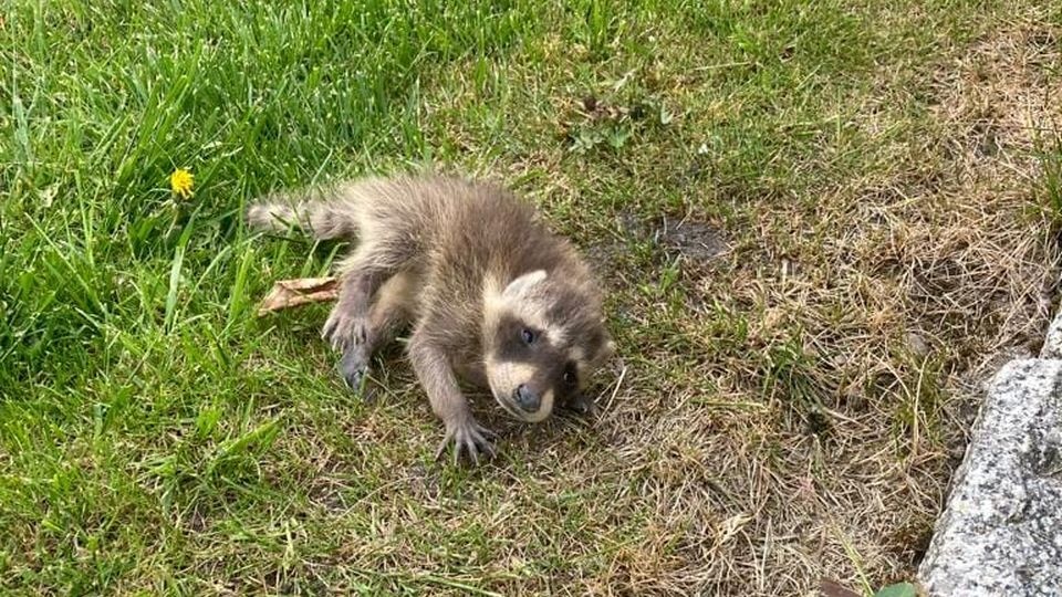 Szop pracz. źródło: https://www.facebook.com/kppsppyrzyce