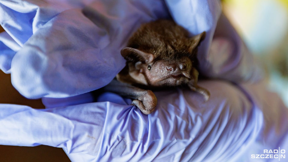 Fot. Robert Stachnik [Radio Szczecin]