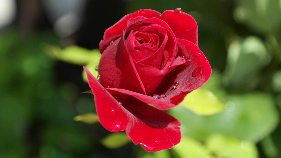 źródło: RitaE z Pixabay / pixabay.com (domena publiczna)