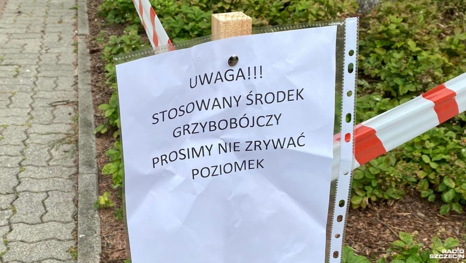 Fot. Przemysław Polanin [Radio Szczecin]