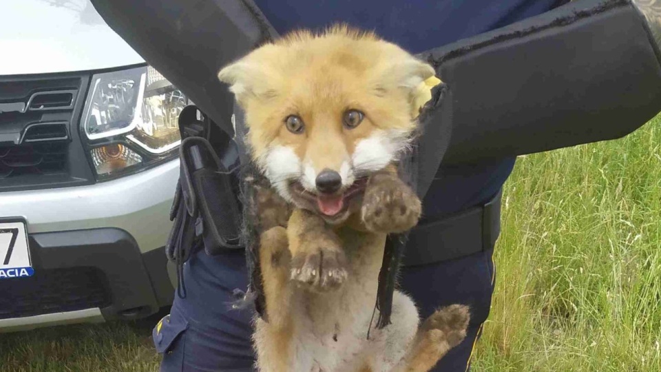 źródło: https://www.facebook.com/Po%C5%82czyn-Zdr%C3%B3j