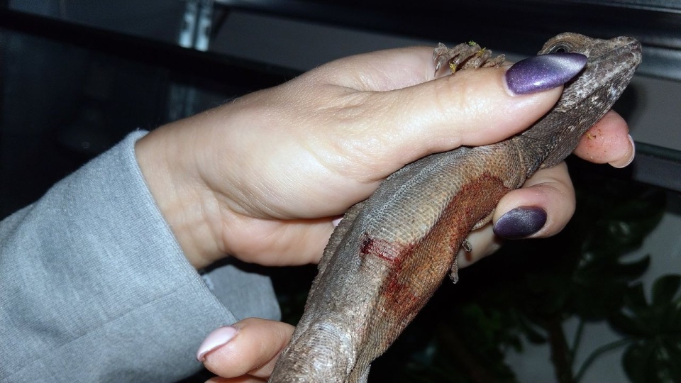 Sprawa dotyczyła prawie 100 zwierząt. źródło: https://www.facebook.com/fundacja.epicrates